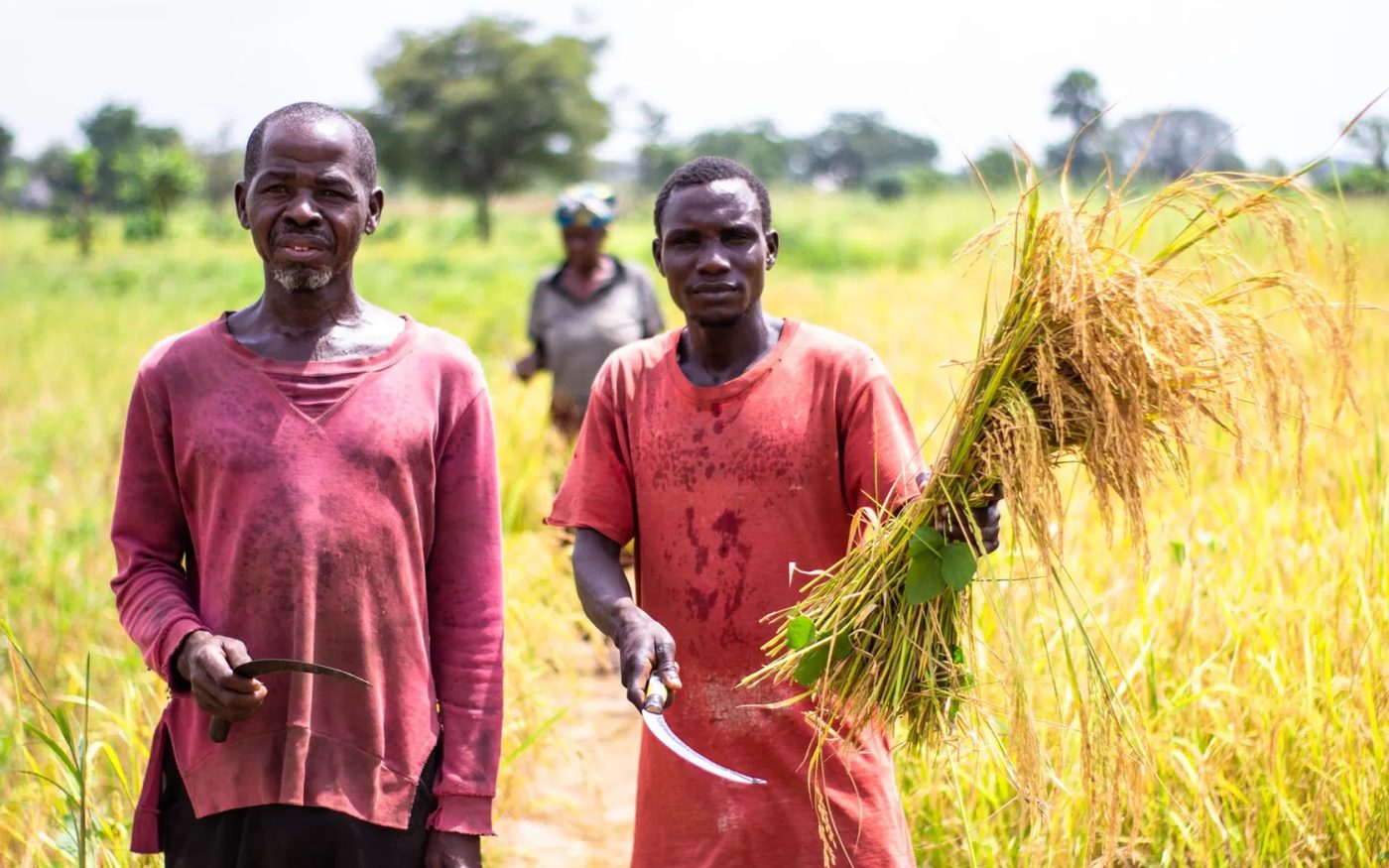 Adult farm workers bringing in the harvest